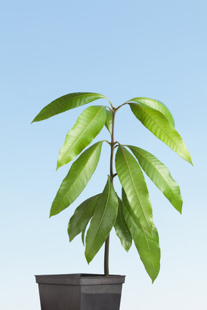 New born tropical fruit tree mango (Mangifera indica) with abundant foliage in pot against blue sky background.の写真素材