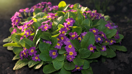 Closeup of lush Primula vulgaris flowers and leaves in garden, lightening by early morning sunの写真素材