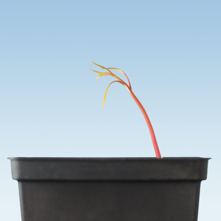 First sprout from seed of tropical fruit tree mango (Mangifera indica) against blue sky background.