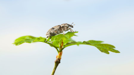 Macro side view of weevil beetle (Lixus iridis) on twig over cloudy sky background