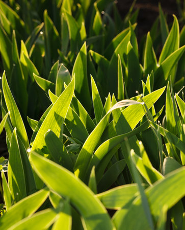 Growing iris garden at spring, backlit by early sunの写真素材