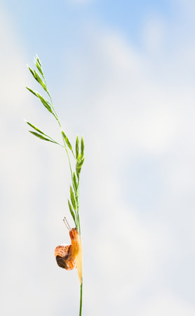 Snail crawling on grass with blue sky and white clouds in backgroundの写真素材