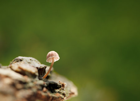 Macro low point of view of small toadstool growing on forest floorの写真素材