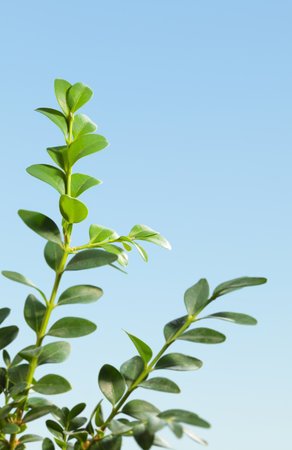 Closeup of boxtree twig over blue sky, verticalの写真素材