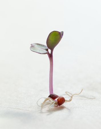 First leaves and root of young growing red cabbage (Brassica oleracea) seed, verticalの写真素材