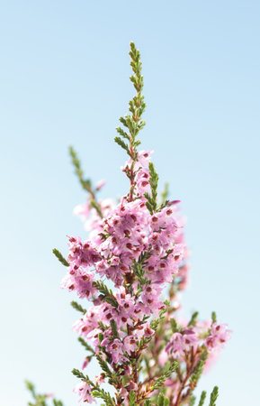 Macro of pink flowers erica or ling or heather (Calluna vulgaris) over blue sky backgroundの写真素材