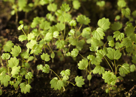 Macro from above of green strawberry sprouts over soil backgroundの写真素材