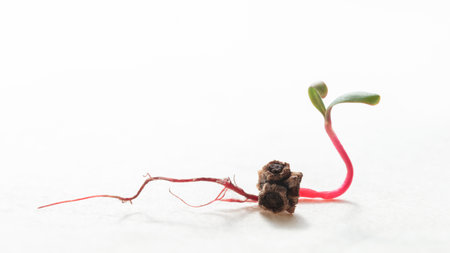 Macro low angle view of red beet (Beta vulgaris) growing seed over white background, horizontal, copy spaceの写真素材