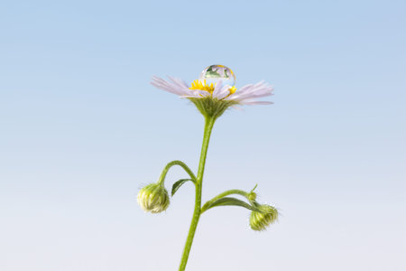 Macro of big drop on tiny daisy over blue sky background, low point of view, horizontal