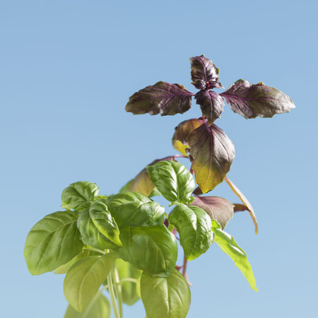 Green and purple basil plants (Basilicum) over blue sky background