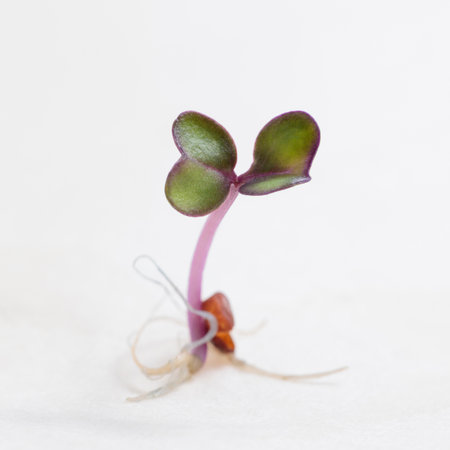 Macro of red cabbage (Brassica oleracea) growing seed with first root and leaves over white background, focus on leavesの写真素材