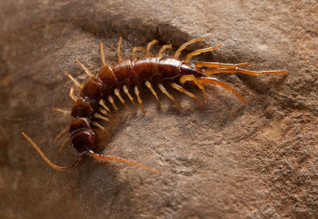Macro view from above on stone centipede (Lithobius forficatus) crawling on stone.