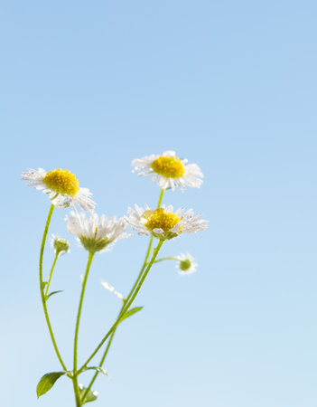 Bunch of four wild daisy and bud with water drips after the rainの写真素材