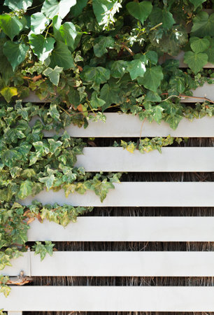 Closeup of creeper plants foliage in white wooden fence with copyspace vertical