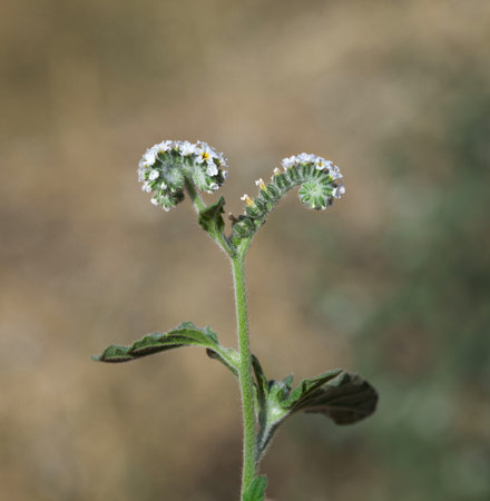 Macro of European heliotrope (Heliotropium europaeum) spiral flowers