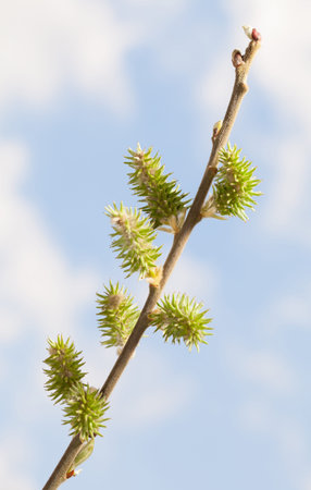 Close-up of flowering willow branches over sky in sunlight.