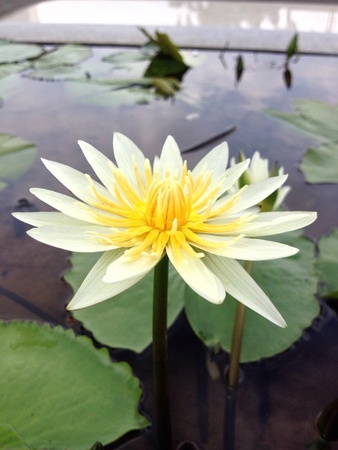 beautiful lotus flowerの素材