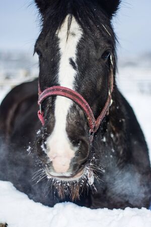 Horse in winterの写真素材