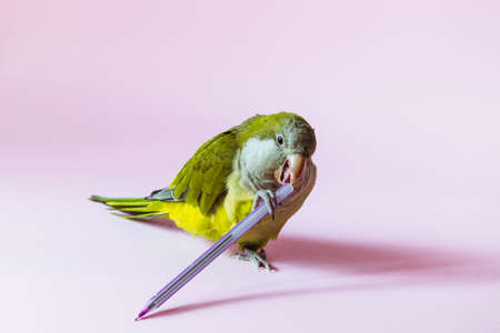 Playful parrot monk plays with a pen on a pink background.の写真素材