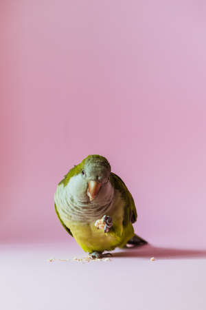 Parrot monk eats on a pink background.の写真素材