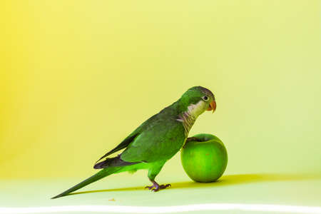 Parrot monk breed eats a green healthy apple on a yellow background.の写真素材
