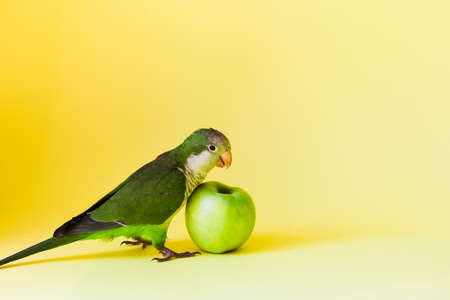 Green parrot monk breed with a round sharp beak eats a green healthy apple on a yellow background.の写真素材