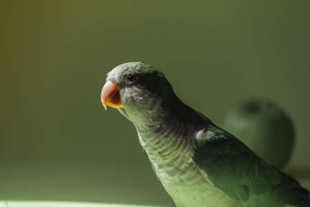 A domestic green parrot monk with a large sharp beak stretched out his neck and looks towards the light.の写真素材