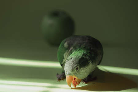 Domestic green parrot monk stands in the sun and opened its beak. Close-up.の写真素材