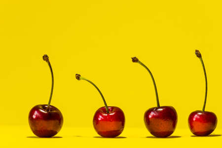 Four ripe cherries stand in a row against a bright yellow background.の写真素材