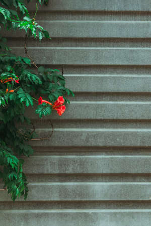 Vertical background depicting a gray fence and a green bush with a Kampsis flower.の写真素材
