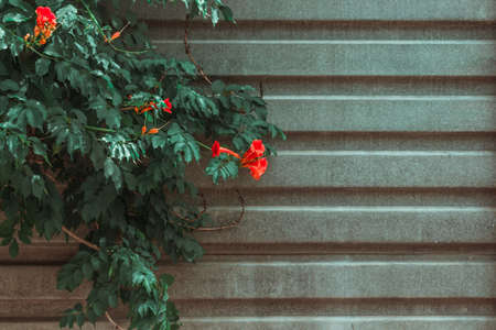 Kampsis bush on the background of a gray fence. Horizontal background with place for text.の写真素材