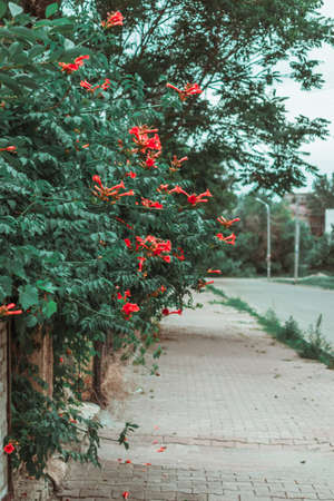 A path along the road where Kampsis bushes bloom.の写真素材