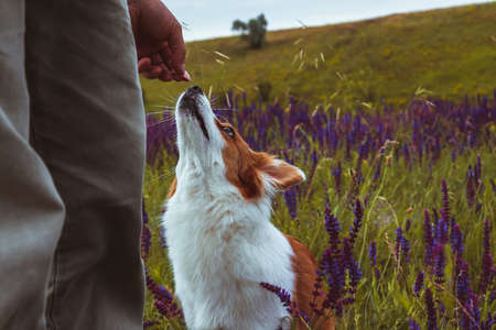 A cute white dog reaches for dessert in the middle of a flowering field.の写真素材