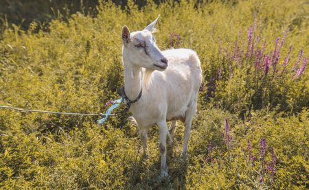 A white goat grazes in a field on a warm summer day.