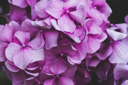 Pink hydrangea petals close-up. Floral background.