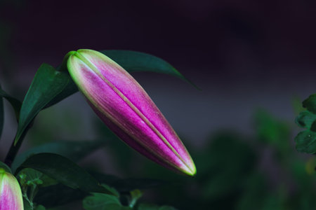 One long, unopened bud of a regal lily close-up in cold colors.の写真素材