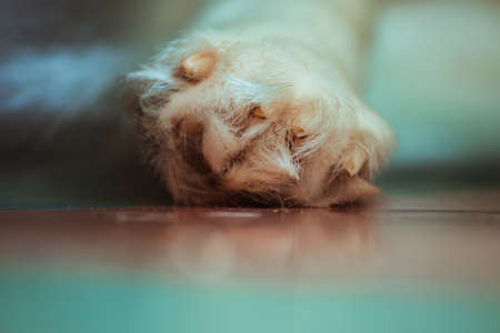 White dog's paw close up.の写真素材
