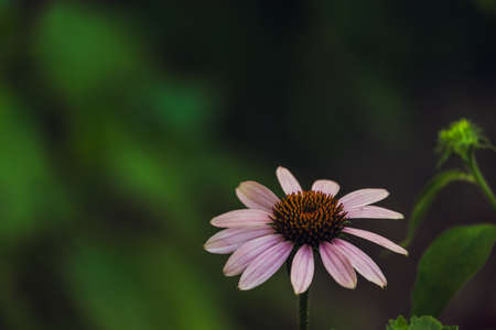 One Echinacea flower close-up on a green background with a place to insert.の写真素材