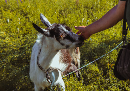 A man strokes a goat against a background of bright yellow grass.