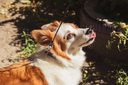 A beautiful long-haired dog on a leash stuck out his tongue outside in sunny weather.の写真素材
