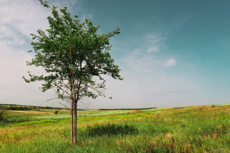 A lonely little tree in the middle of a bright green field.