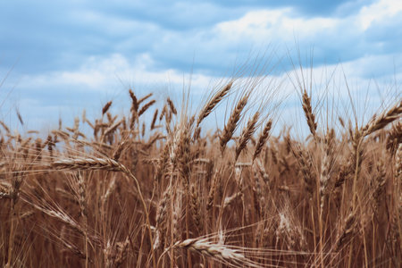 A lot of orange wheat in a field under heavy clouds.の写真素材