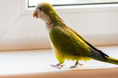 A green house parrot of the Kalita breed walks on a white window sill.の写真素材