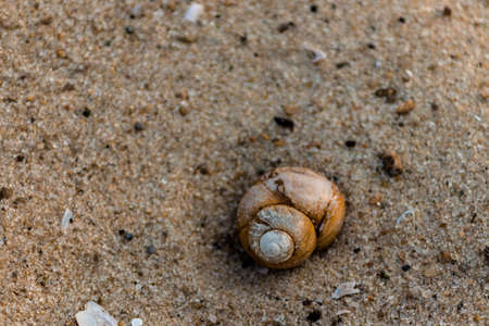 One river shell close-up lie in the sands.の写真素材