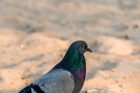 A rock dove with bright mother-of-pearl plumage walks along a sandy beach on a summer day.の写真素材