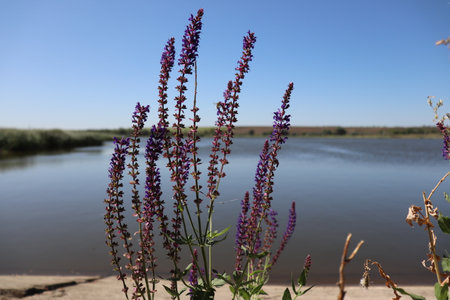 A twig of purple sage against the background of the river and the sky on a summer sunny day.の写真素材
