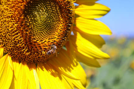 A tiny bee eats pollen from a large yellow sunflower that grows in the field.の写真素材