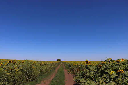 A large field of sunflowers with a road for cars.の写真素材