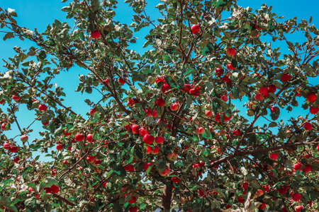 A dense green apple tree with lots of red apples against a bright blue sky under the hot sun.の写真素材
