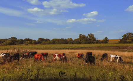 Cows pasture in the middle of a green field on a sunny summer day.の写真素材